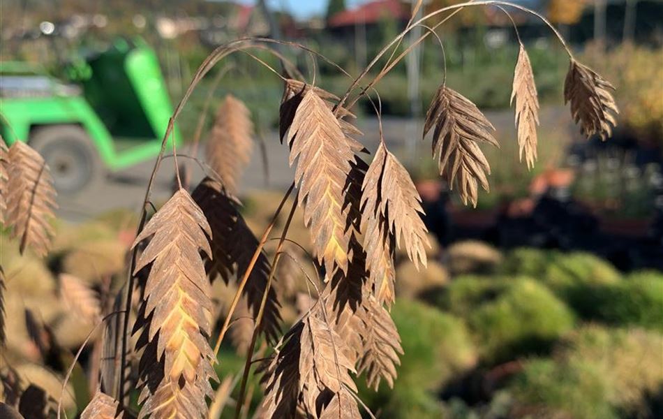 Chasmanthium latifolium Chasmanthium latifolium