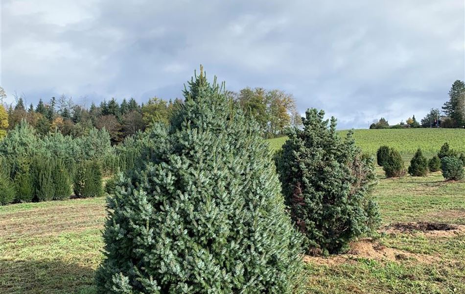 Picea omorika 'Nana' Picea omorika 'Nana'