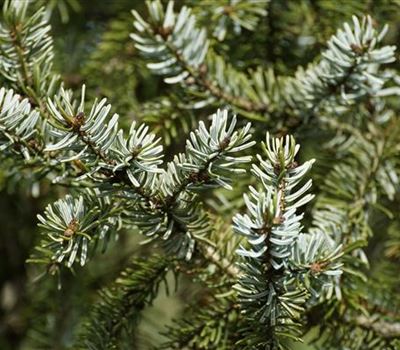 Picea omorika