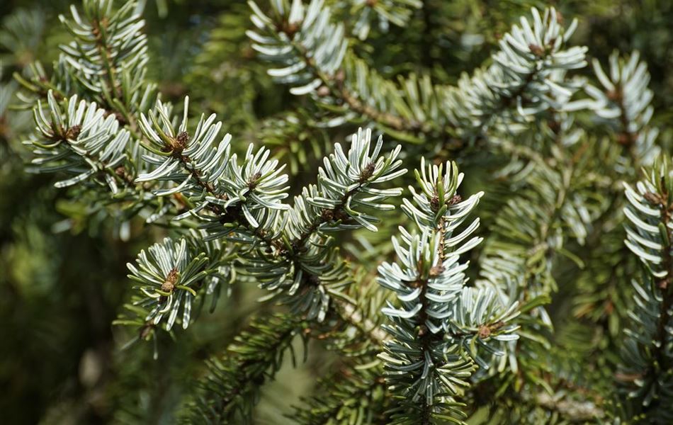 Picea omorika Picea omorika