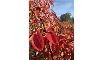 Gartenpflanzen Daepp