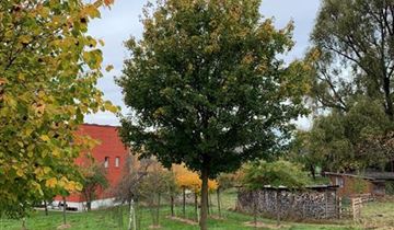 Bildvorschau