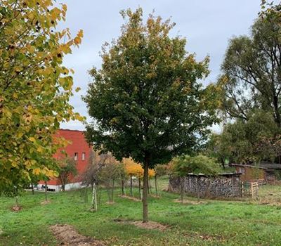 Acer campestre 'Elsrijk'
