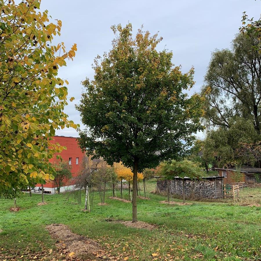 Acer campestre 'Elsrijk' Acer campestre 'Elsrijk'