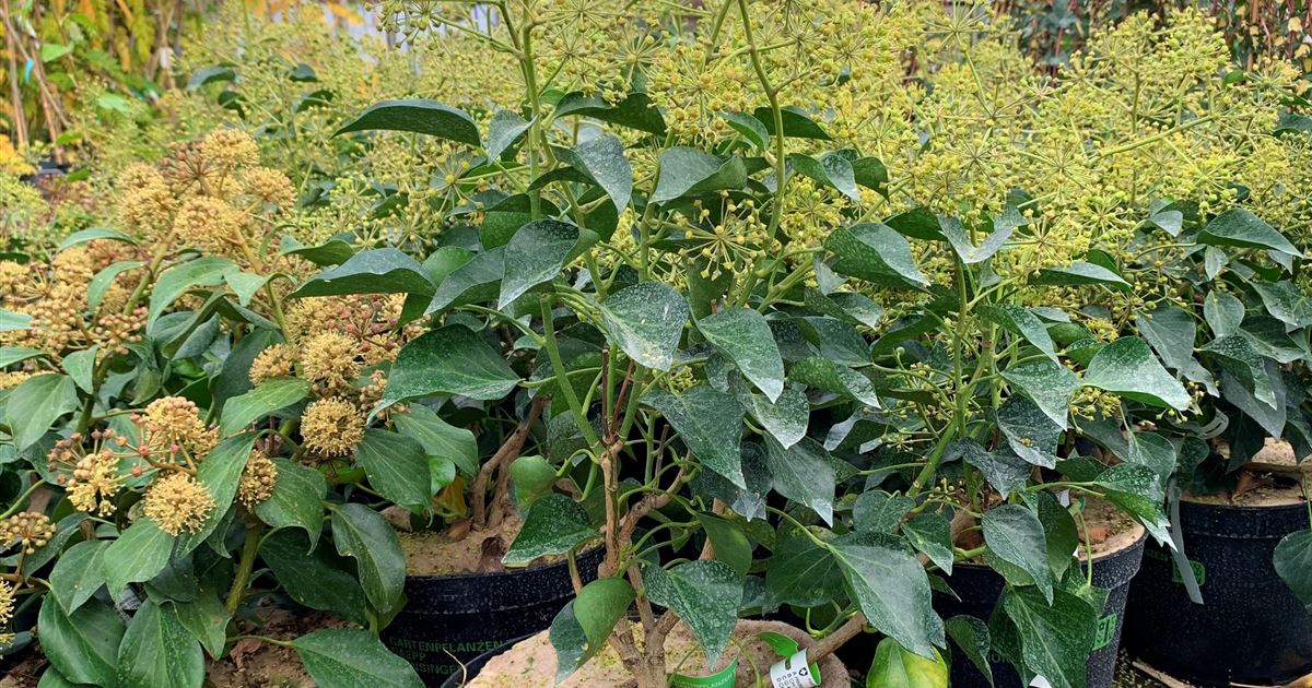 Hedera helix Arborescent-Gruppe, Baumartiger Efeu - Gartenpflanzen Daepp