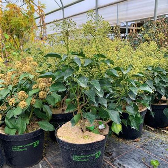 Hedera helix Arborescent-Gruppe Hedera helix Arborescent-Gruppe