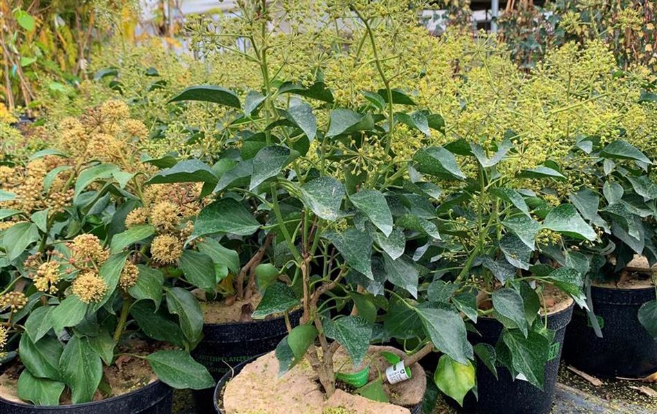 Hedera helix Arborescent-Gruppe Hedera helix Arborescent-Gruppe