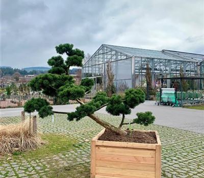 Pinus mugo 'March' Nr. 389