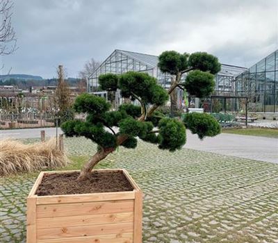 Pinus mugo 'March' Nr. 272