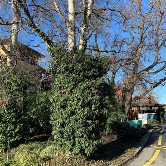 Hedera helix Hedera helix