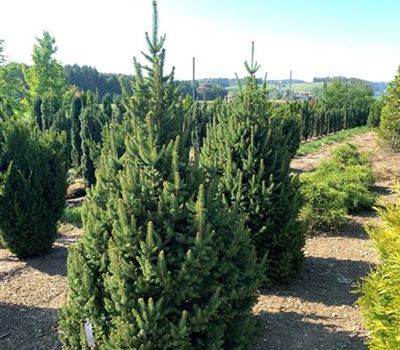 Picea abies 'Will's Zwerg'