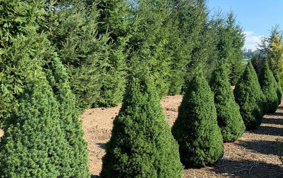 Picea glauca 'Conica' Picea glauca 'Conica'