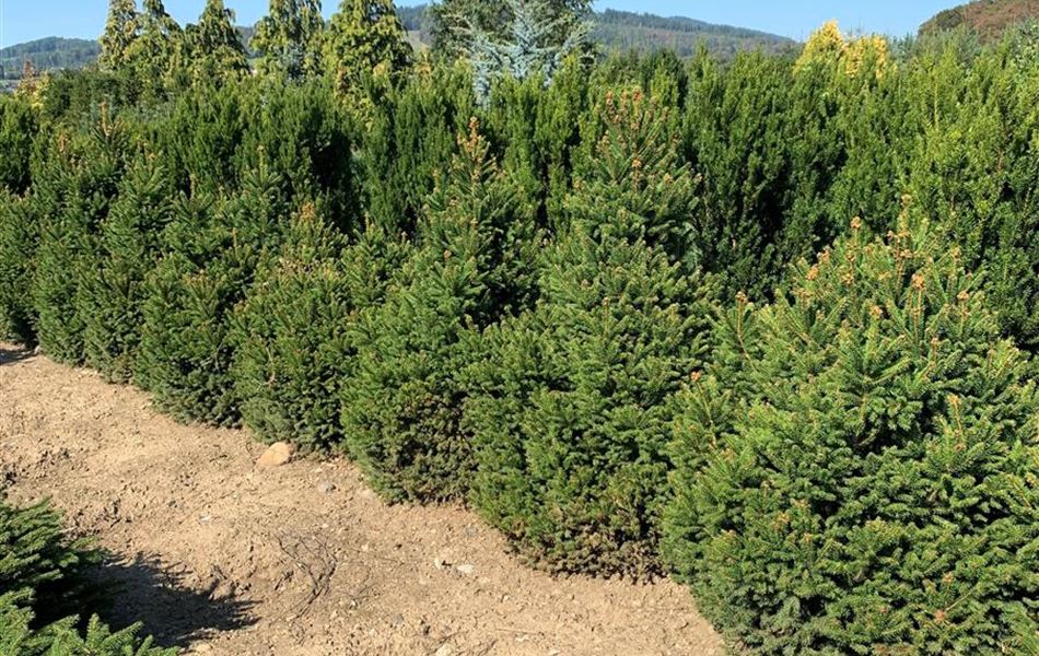 Picea abies 'Ohlendorffii' Picea abies 'Ohlendorffii'