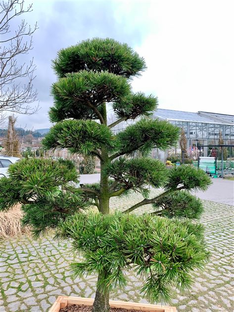 Pinus mugo subsp. uncinata Nr. 76, Hakenkiefer - Gartenpflanzen Daepp