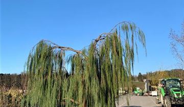 Bildvorschau