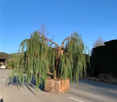Chamaecyparis lawsoniana 'Imbricata Pendula' Nr. 2