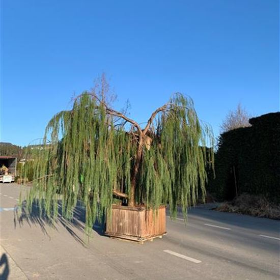 Chamaecyparis lawsoniana 'Imbricata Pendula' Nr. 2 Chamaecyparis lawsoniana 'Imbricata Pendula' Nr. 2