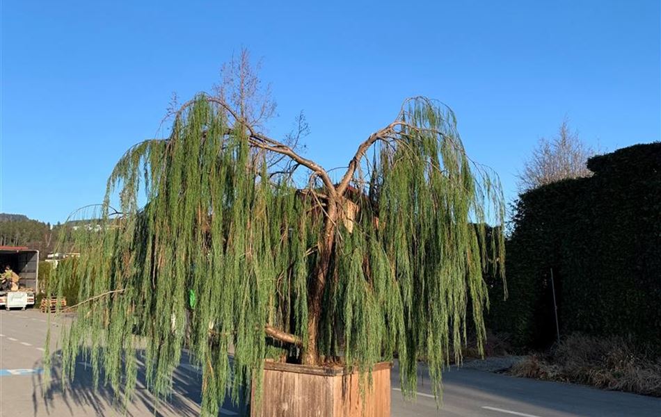 Chamaecyparis lawsoniana 'Imbricata Pendula' Nr. 2 Chamaecyparis lawsoniana 'Imbricata Pendula' Nr. 2