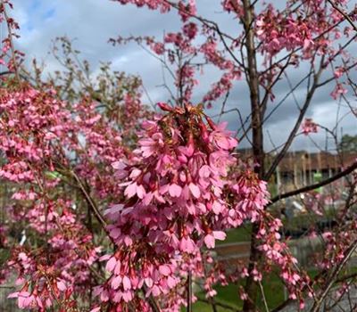 Prunus 'Okame'