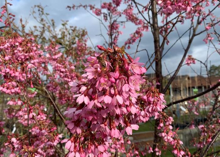 Prunus 'Okame'