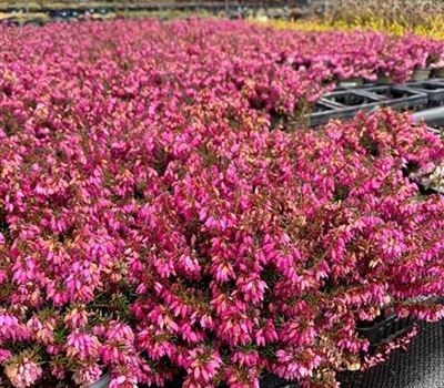 Erica carnea rot