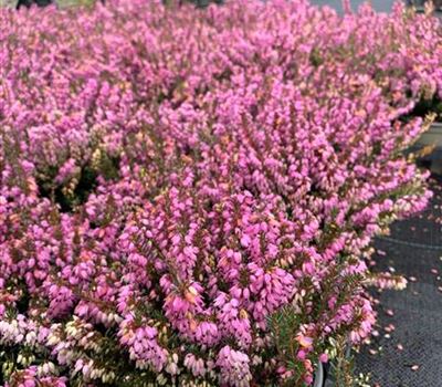 Erica carnea rosa