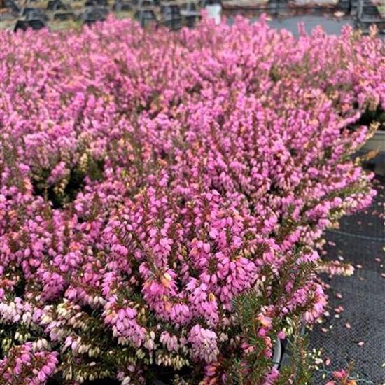Erica carnea rosa Erica carnea rosa