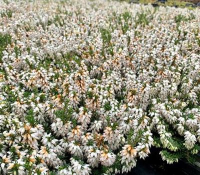 Erica carnea weiss