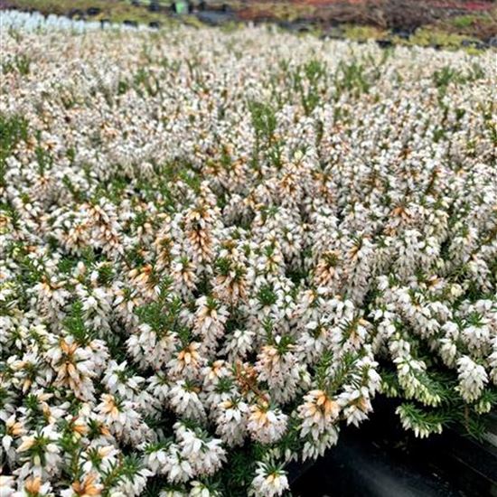 Erica carnea weiss Erica carnea weiss