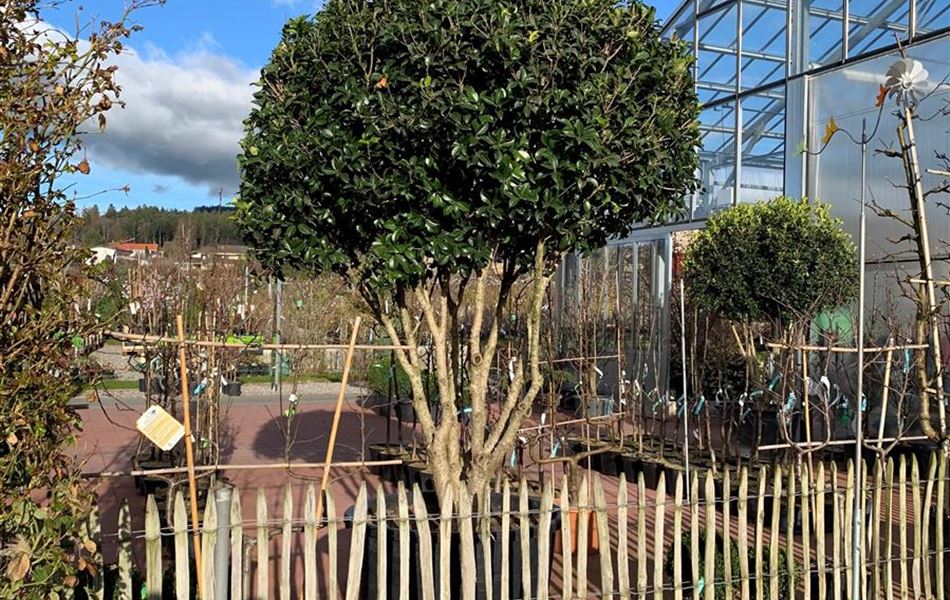 Osmanthus armatus Nr. 460 Osmanthus armatus Nr. 460