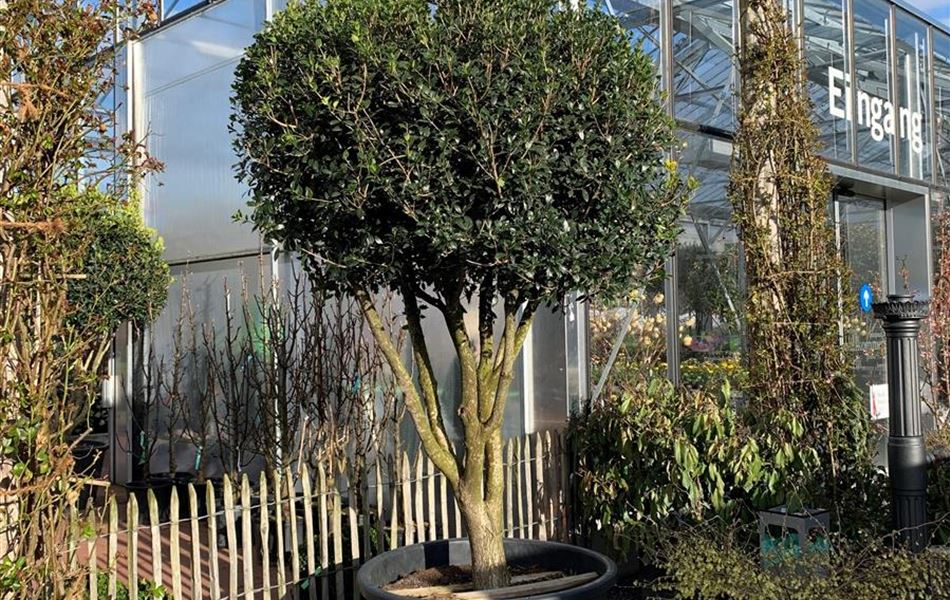 Osmanthus heterophyllus Nr. 93