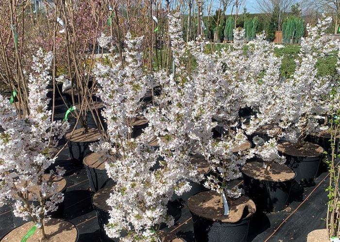 Prunus nipponica 'Brillant' Prunus nipponica 'Brillant'
