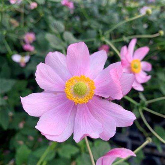 Anemone hybrida (x) 'Serenade' Anemone hybrida (x) 'Serenade'