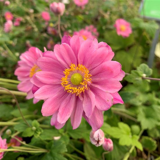 Anemone hybrida (x) 'Pamina' Anemone hybrida (x) 'Pamina'