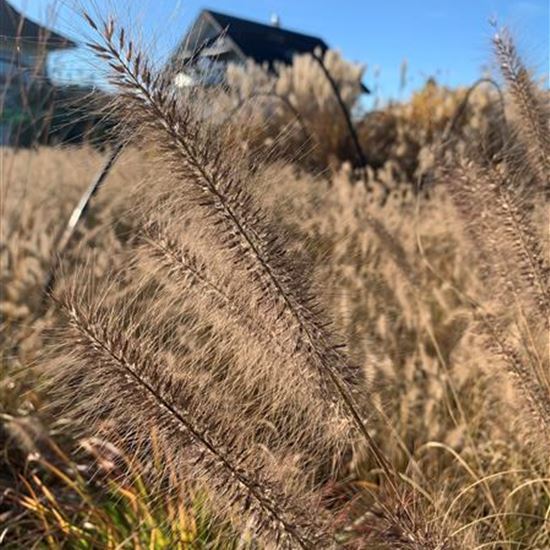 Pennisetum alopecuroides 'Moudry' Pennisetum alopecuroides 'Moudry'