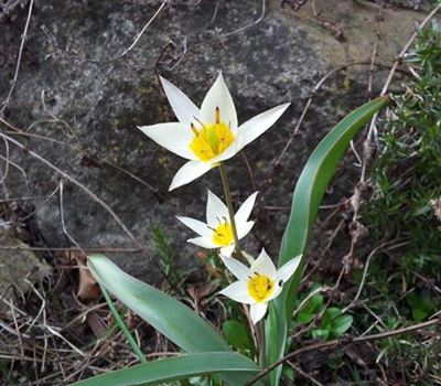 Tulipa biflora