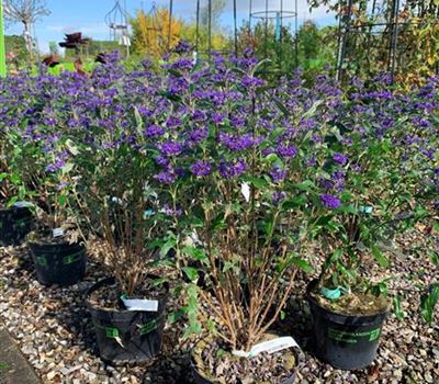 Caryopteris clandonensis (x) 'Heavenly Blue'