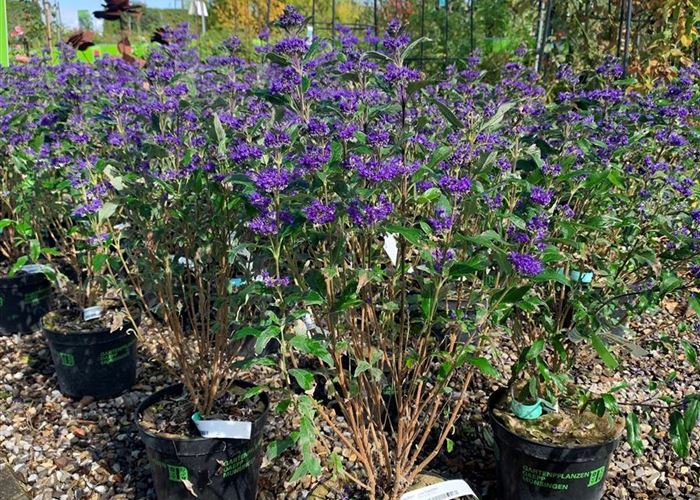 Caryopteris clandonensis (x) 'Heavenly Blue'