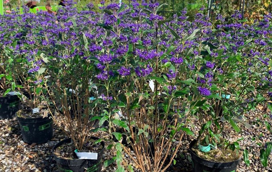 Caryopteris clandonensis (x) 'Heavenly Blue' Caryopteris clandonensis (x) 'Heavenly Blue'