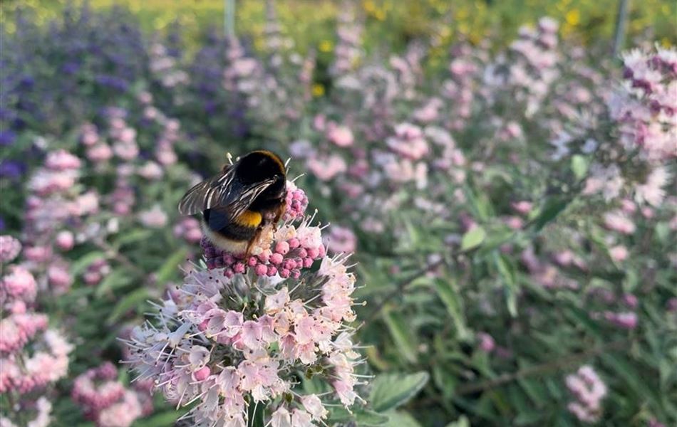 Caryopteris clandonensis (x) 'Stephi' Caryopteris clandonensis (x) 'Stephi'