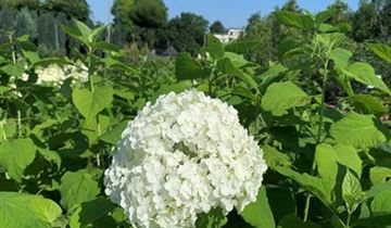 Bildvorschau