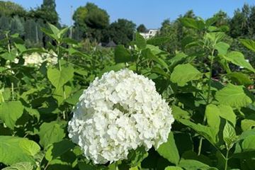 Hydrangea arborescens 'Annabelle' Hydrangea arborescens 'Annabelle'