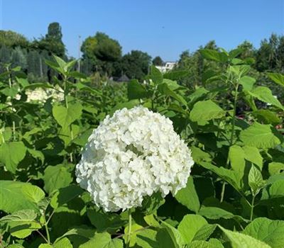 Hydrangea arborescens 'Annabelle'