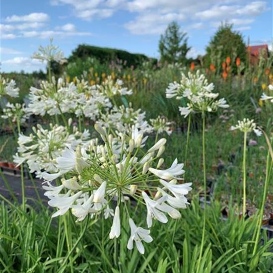 Agapanthus (Trumpet-Gruppe) 'Polar Ice'