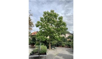 Gartenpflanzen Daepp