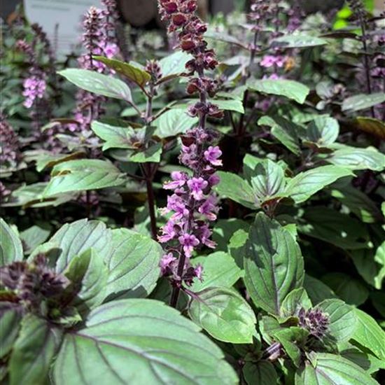 Ocimum basilicum 'African Blue' Ocimum basilicum 'African Blue'