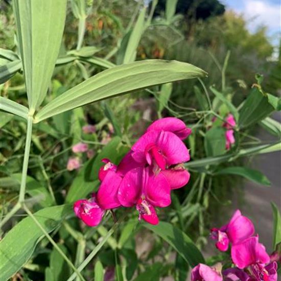 Lathyrus latifolius 'Red Pearl' Lathyrus latifolius 'Red Pearl'