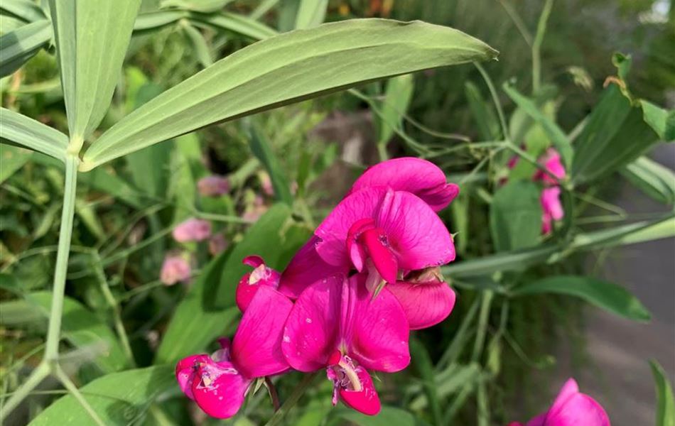 Lathyrus latifolius 'Red Pearl'