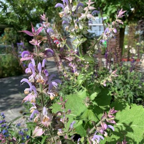 Salvia sclarea Salvia sclarea