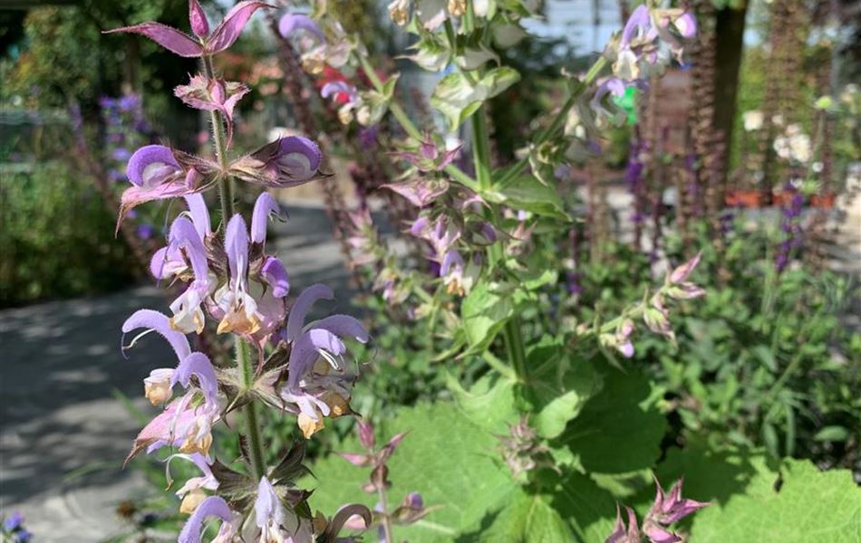 Salvia sclarea